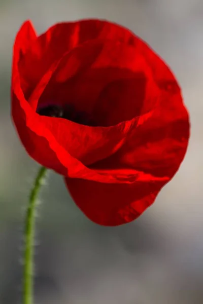 Close Bright Common Poppy Blurred Background Vertical — Stock Photo, Image
