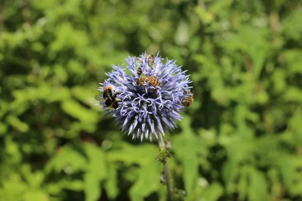 Detailní Záběr Modrého Bodláku Včelami — Stock fotografie