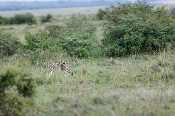 Masai Mara Daki Tarlada Ilerleyen Yaşlı Bir Dişi Çitanın Yakın — Stok fotoğraf