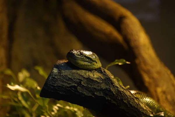 Eine Nahaufnahme Eines Schlangenkopfes Der Sich Auf Einem Baumstamm Entspannt — Stockfoto