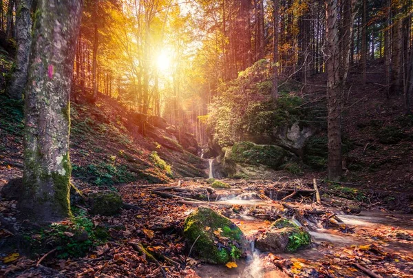 Piękne Ujęcie Słońca Świecącego Między Drzewami Lesie — Zdjęcie stockowe
