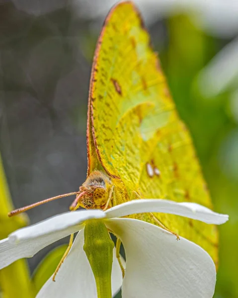 Una Macro Toma Una Mariposa Amarilla Catopsilia Florella Pie Sobre — Foto de Stock