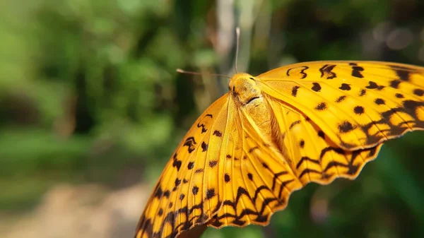 Zbliżenie Zdjęcie Matki Perłowego Motyla Zamazanym Tłem Ciągu Dnia — Zdjęcie stockowe