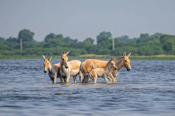 Family Wild Ass Enjoying Lake Water Sunny Day Fields Forests — Stockfoto