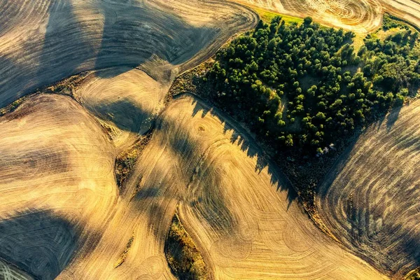 Güneşin Doğuşunda Washington Daki Palouse Bölgesinin Yuvarlanan Tepelerindeki Altın Buğday — Stok fotoğraf