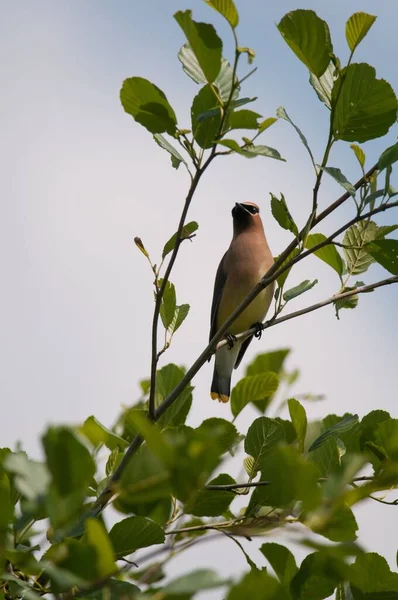 Svislý Záběr Ptáka Nalezeného Větvi Stromu — Stock fotografie