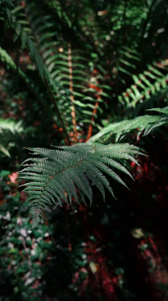 Vertikální Záběr Kapradinového Listí Lese — Stock fotografie