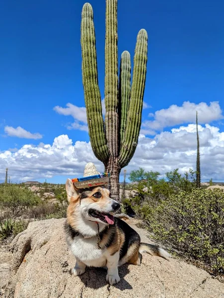 Ένα Χαριτωμένο Σκυλί Μεξικάνικο Καπέλο Κάθεται Ένα Βράχο Κάκτους Κατά — Φωτογραφία Αρχείου
