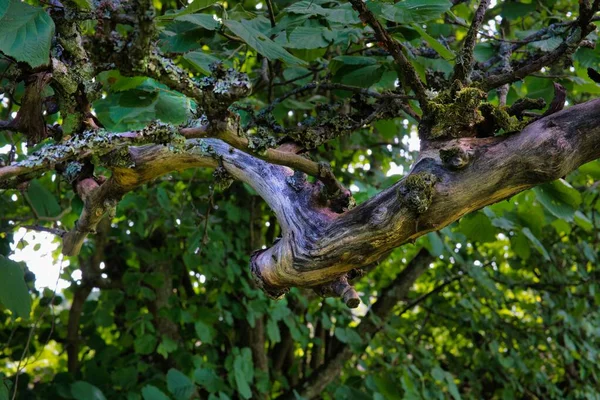 死んだ木の枝のクローズアップ — ストック写真
