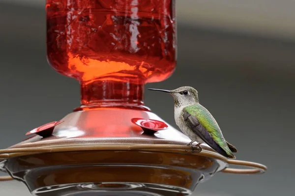 Zbliżenie Kolibra Anny Siedzącego Lampie Naftowej — Zdjęcie stockowe