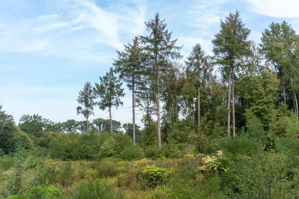 Ormandaki Uzun Yeşil Çam Ağaçlarının Manzarası — Stok fotoğraf