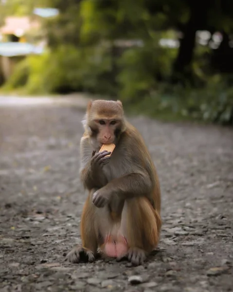 Macro Tiro Vertical Macaco Rhesus Indochinese Comer Biscoito — Fotografia de Stock