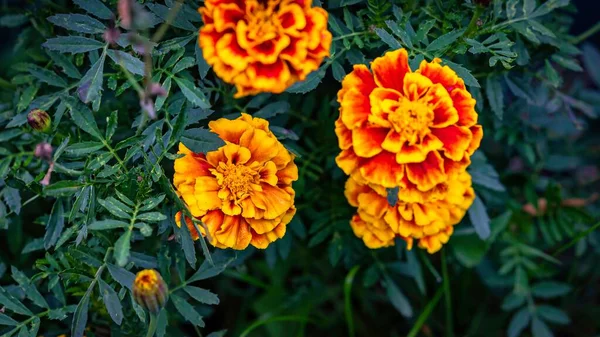 stock image The beautiful marigold flowers in the garden.