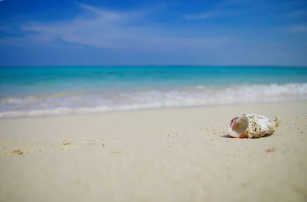 Uma Concha Praia Areia Beira Mar — Fotografia de Stock