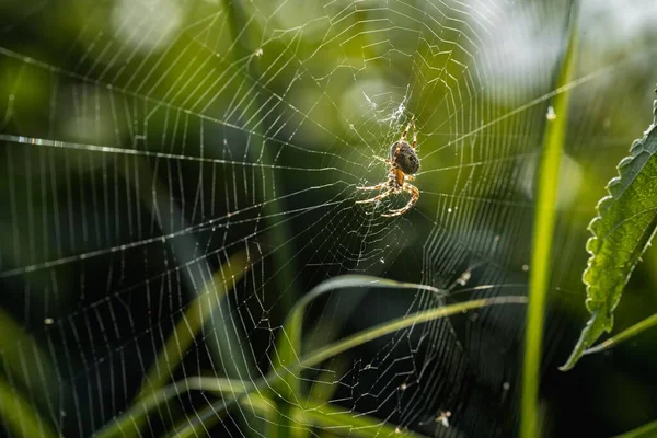 Gros Plan Sélectif Une Araignée Araneae Marchant Sur Propre Toile — Photo