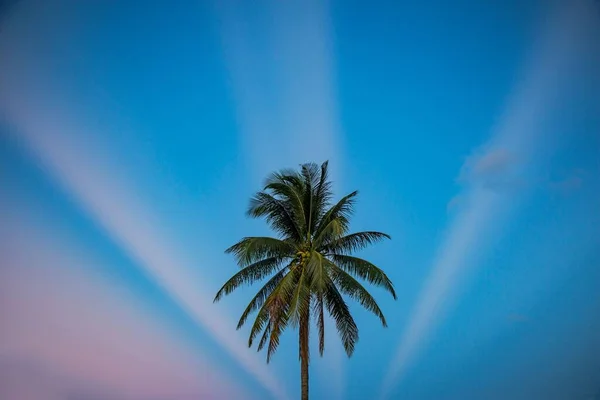 Low Angle Shot Green Palm Tree Bright Blue Sky — Stock Photo, Image
