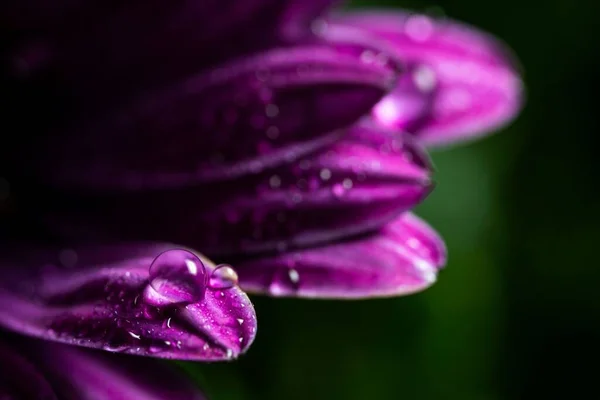 Makro Strzał Wody Krople Purpurowym Płatku Kwiatu — Zdjęcie stockowe