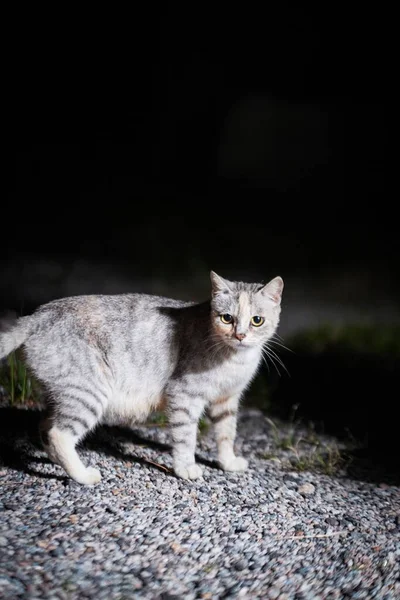 夜の猫の垂直ショット — ストック写真