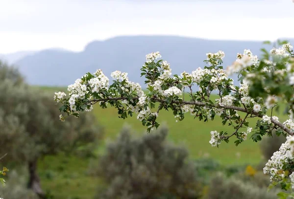 Gün Boyunca Manzaranın Içinde Kiraz Çiçeği Ağacının Yakın Plan Çekimi — Stok fotoğraf