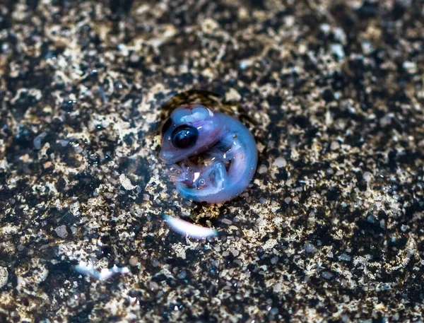 Yumurta Kırıldıktan Sonra Bir Kertenkele Embriyosunun Makro Görüntüsü — Stok fotoğraf