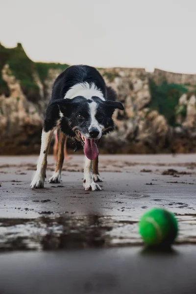 Eine Vertikale Aufnahme Des Schwarz Weißen Hundes Strand Der Mit — Stockfoto