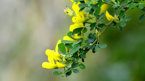 Zbliżenie Ujęcia Pięknej Tecoma Kwitnącej Ogrodzie — Zdjęcie stockowe