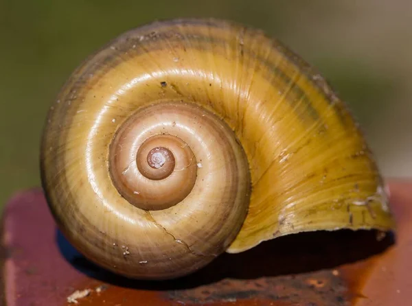 一个褐色螺旋蜗牛壳的宏观镜头 — 图库照片