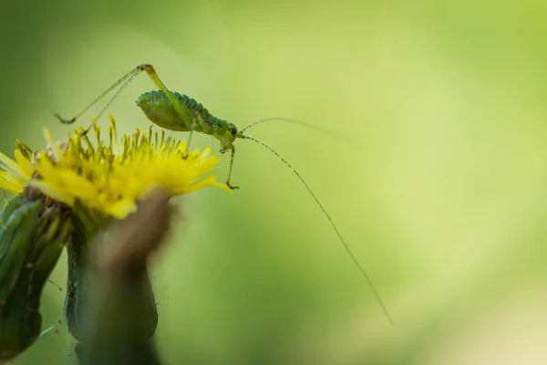 Eine Nahaufnahme Eines Grünen Buschgrillen Insekts Auf Einer Blume — Stockfoto