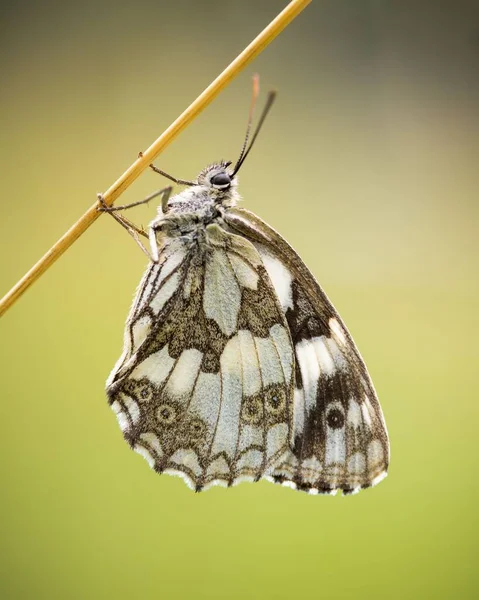 Pionowe Makro Pięknego Marmurkowego Białego Motyla Trzymającego Cienką Łodygę Rośliny — Zdjęcie stockowe