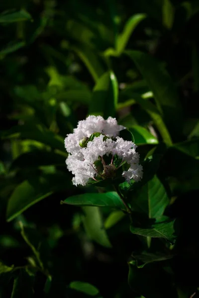 Ένα Κάθετο Πλάνο Του Λευκού Βαλεριανού Λουλουδιού Valeriana Officinalis Φύλλα — Φωτογραφία Αρχείου