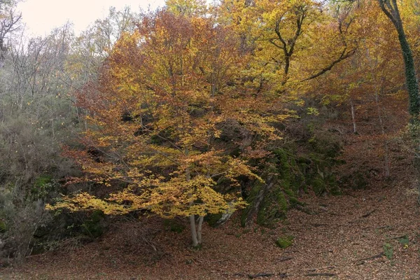 Sonbaharın Ortasında Madrid Deki Montejo Kayın Ormanı Nda Yapayalnız Bir — Stok fotoğraf
