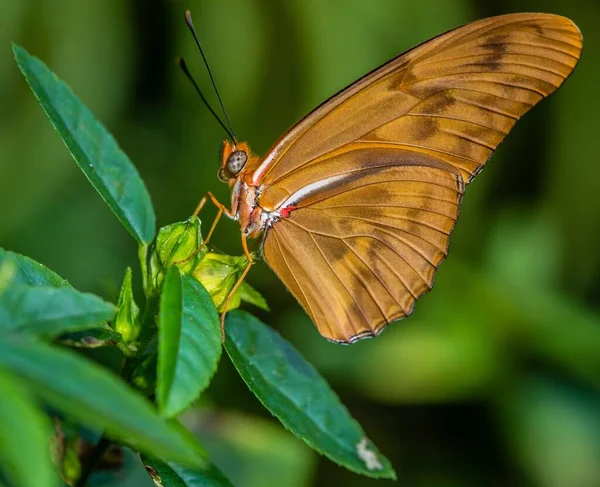 Nahaufnahme Eines Schönen Braunen Schmetterlings Auf Einem Grünen Blatt — Stockfoto