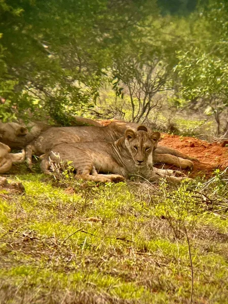 Une Fierté Beaux Lions Relaxant Derrière Les Arbres Dans Une — Photo