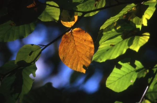Eine Nahaufnahme Eines Orangen Herbstblattes Zwischen Grünen Blättern Auf Unscharfem — Stockfoto