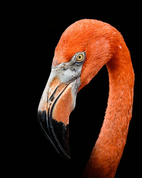 Een Verticaal Portret Van Een Flamingo Tegen Een Zwarte Achtergrond — Stockfoto