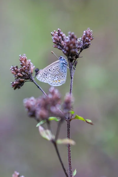 一只蓝色乳头状蝴蝶在花朵上的垂直特写镜头 — 图库照片