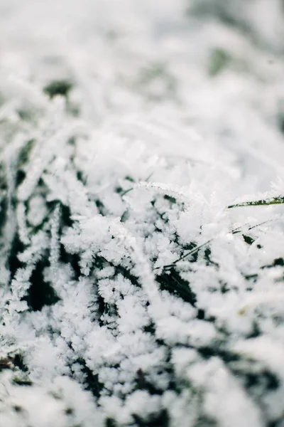 冬に雪のある植物のクローズアップ — ストック写真