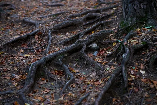 Výběr Kořenů Stromů Lese — Stock fotografie
