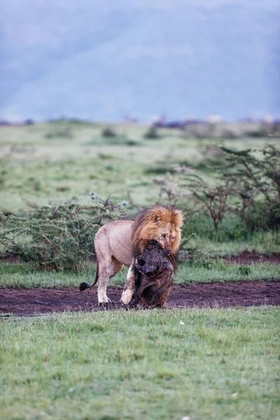 Plan Vertical Lion Mâle Traînant Une Verrue Dans Masai Mara — Photo