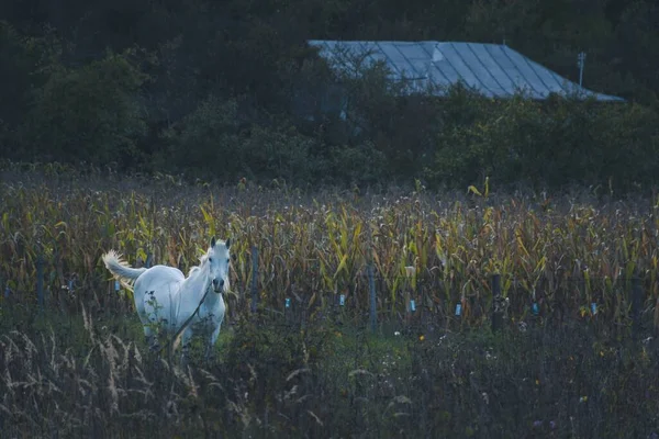 Белая Лошадь Поле Растений — стоковое фото