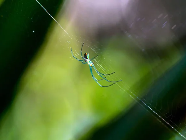 웹상에서 과수원 거미를 가까이 — 스톡 사진