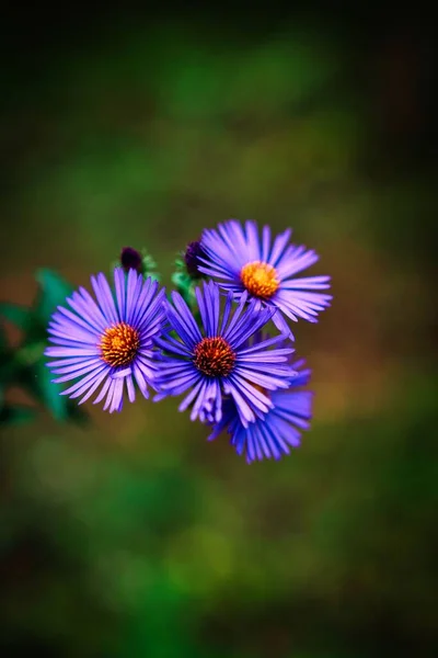 Plano Vertical Flores Silvestres Púrpuras Sobre Fondo Borroso —  Fotos de Stock