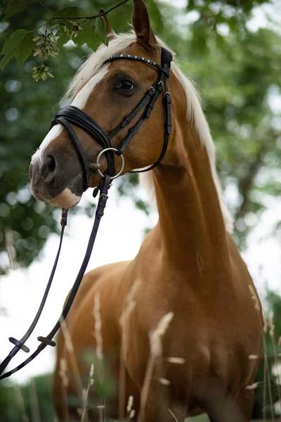 Dizginli Sanatsal Bir Atın Seçici Bir Örneği — Stok fotoğraf