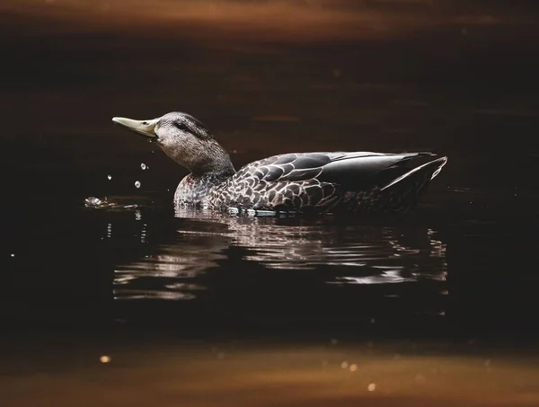 Die Amerikanische Schwarze Ente Anas Rubripes Trinkt Wasser Einem Teich — Stockfoto