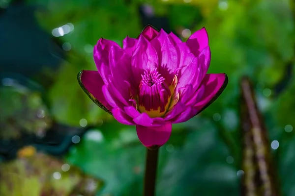 湖中紫色莲花的特写 — 图库照片