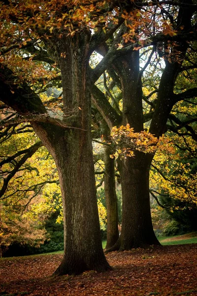 Вертикальный Снимок Красивых Апельсиновых Осенних Деревьев Лесу — стоковое фото
