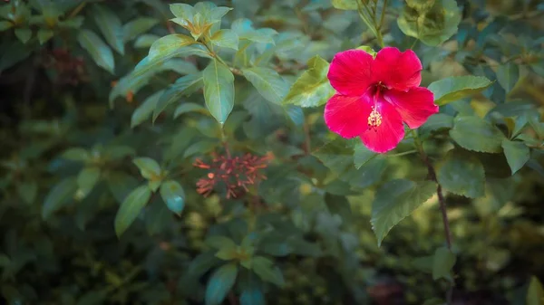 Gros Plan Hibiscus Chinois Dans Jardin — Photo