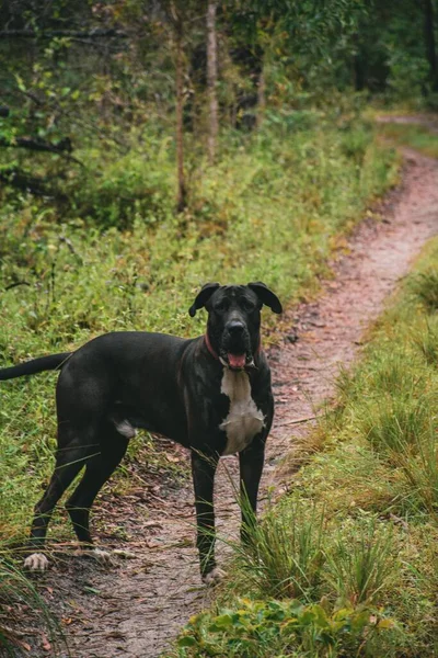 Ormandaki Danua Köpeğinin Dikey Görüntüsü — Stok fotoğraf