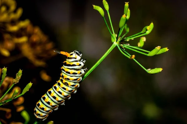 Nahaufnahme Einer Monarchen Raupe Die Auf Einer Grünen Pflanze Kriecht — Stockfoto