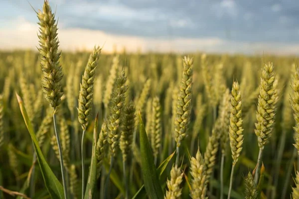 Культивированное Пшеничное Поле Сельской Местности — стоковое фото